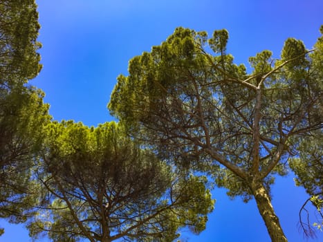 Under tall trees in a bright sunny day