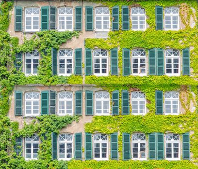 Building front with ivy overgrown. Natural thermal insulation and air conditioning.