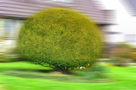 Arborvitae Thuja or in the front yard of a house.