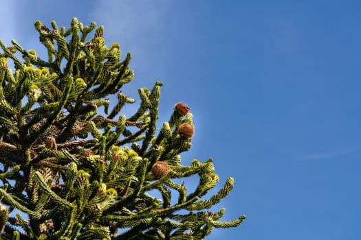 Araucaria grow evergreen trees and belong to the plant family of the conifers.