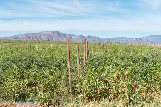 A field of bell peppers near Ashton, a town on the scenic Route 62 in the Western Cape Province