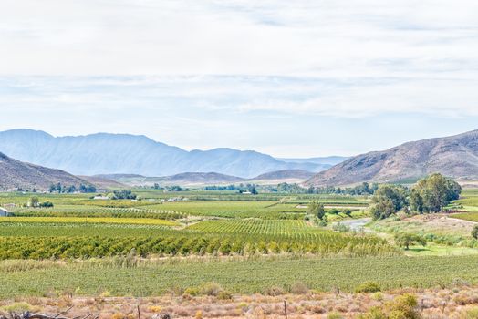A farm landscape with vineyards and orchards near Bonnievale in the Western Cape Province