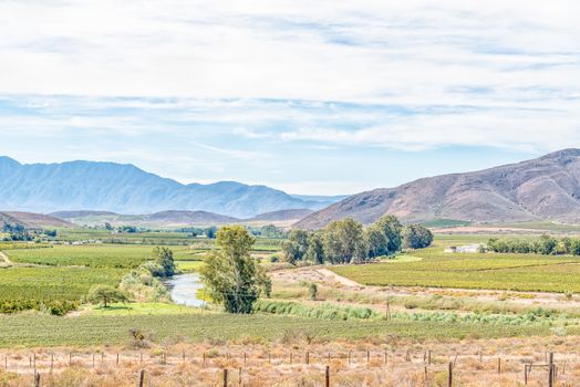 A farm landscape with vineyards and orchards near Bonnievale in the Western Cape Province
