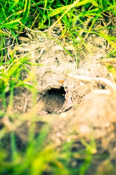 an unknown animal or grid bug home underground on a hillside covered with grass outside