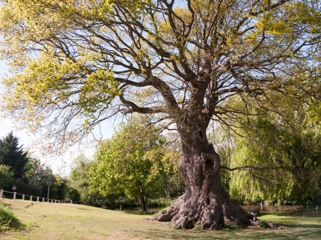 a gorgeous and massive oak tree outside on a sunny day with plenty of leaves