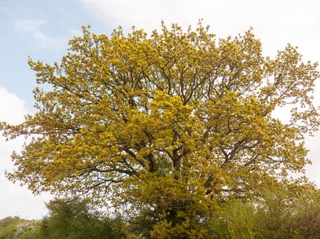 a lush and vibrant tree with many leaves golden in spring