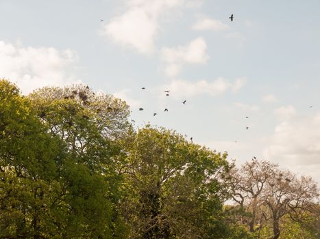 skyline shot of trees with crow nests and crows flying rookery