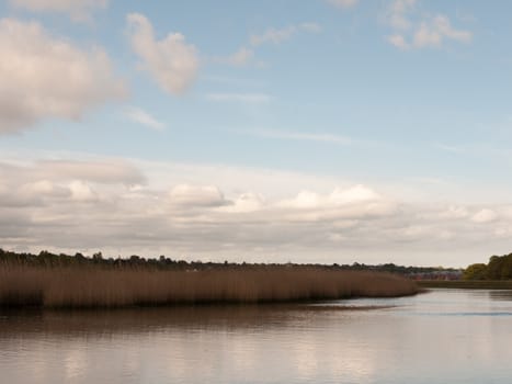 beautiful reeds at the side of a lake in country with sky