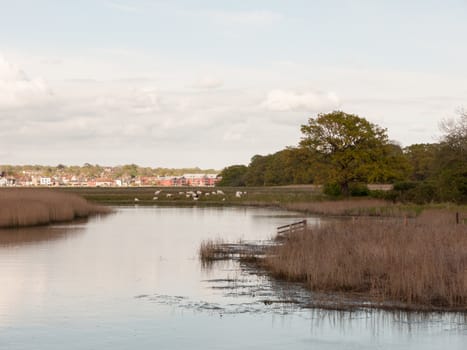 a winding river with reeds and trees and sheep on the bank