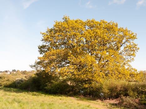 a beautiful tree outside in the country in sunlight