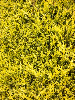 background of lush flowers on tree outside in spring