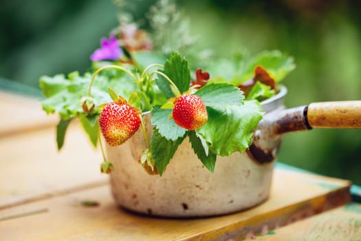 Bouquet of  strawberries in rustic cup on a wooden background 