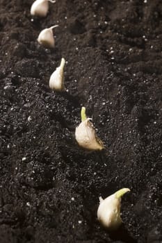 Garden bed is planted with garlic closeup