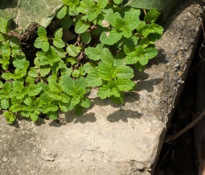 COLOR PHOTO OF MENTHA ARVENSIS CORN MINT, FIELD MINT OF WILD MINT