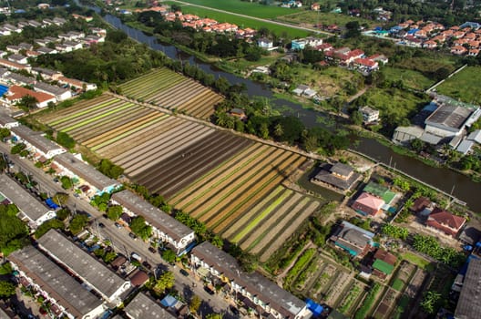 Vegetable Farming, Agriculture in Thailand Aerial Photography