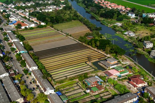 Organic Vegetable Farming, Agriculture in Thailand Aerial Photography