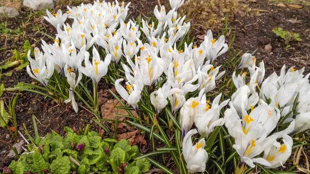 Crocuses bloom in early spring in the garden