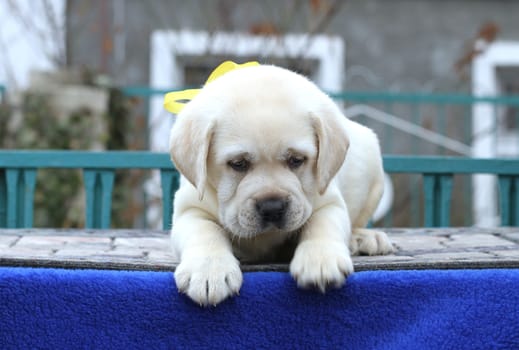 the little yellow labrador puppy sitting on blue background