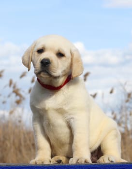 little cute yellow labrador puppy sitting on blue background