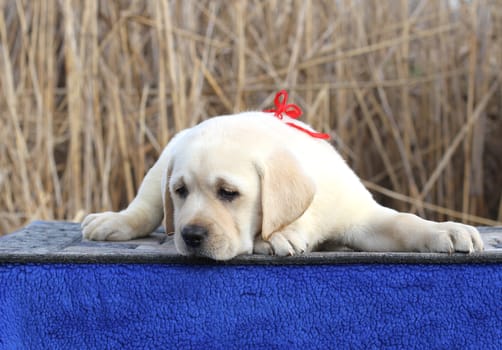 the little cute yellow labrador puppy sitting on blue background