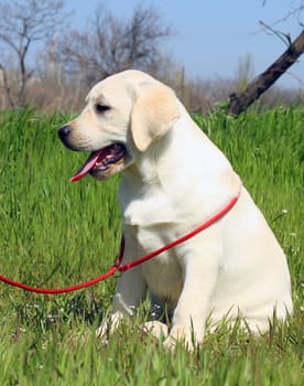 the yellow nice labrador puppy in the garden