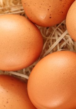 closeup on fresh eggs in a nest