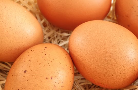 closeup on fresh eggs in a nest