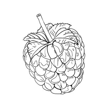 Raspberry in vintage style. Line art vector illustration. Black on white.