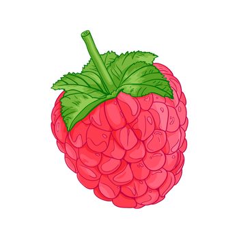 raspberry vector illustration realistic dessert berry organic