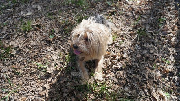 Yorkshire Terrier Dog on the brown grass.