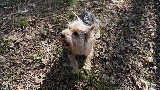 Yorkshire Terrier Dog on the brown grass.