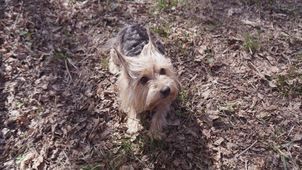 Yorkshire Terrier Dog on the brown grass.