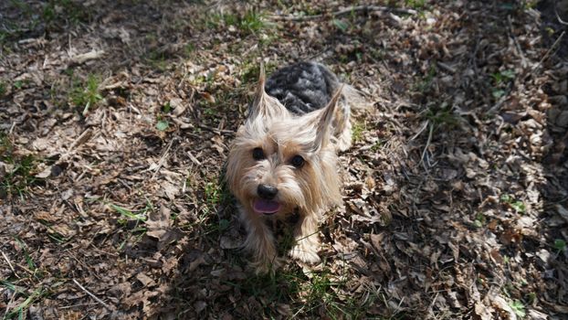Yorkshire Terrier Dog on the brown grass.