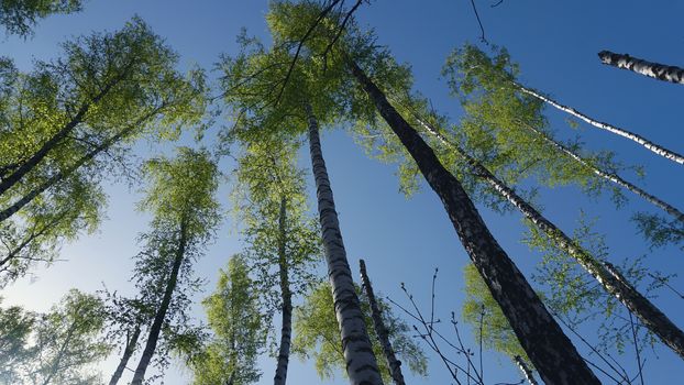 Spring Forrest. Fresh Green Woods in the Forest of Kursk.