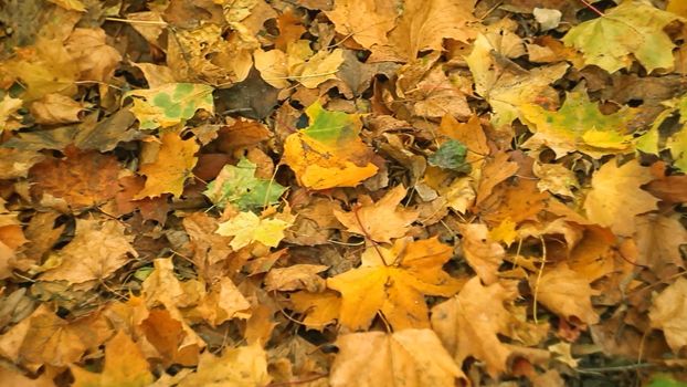 background with Carpet of autumn yellow leaves