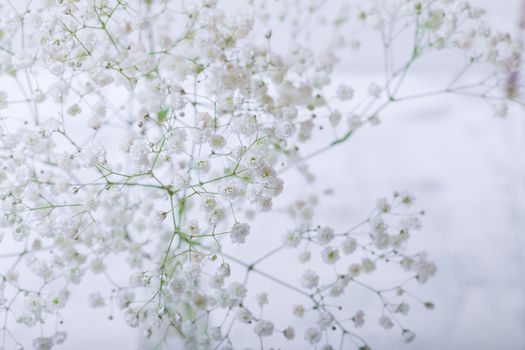 A bunch of fresh white Gypsophila on a white background.