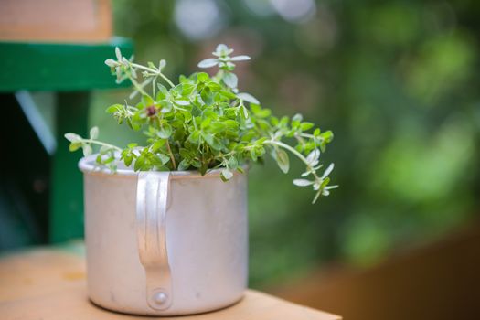 Bouquet of  fresh thyme in rustic cup on a wooden table