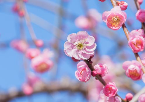 Spring time japanese plum blossom