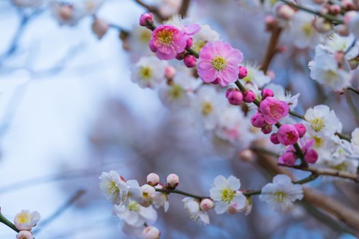 Spring time japanese plum blossom