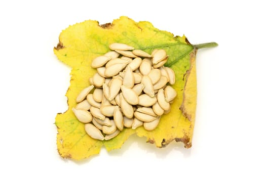 top view of dried pumpkin seeds on yellowing and dying pumpkin leaves