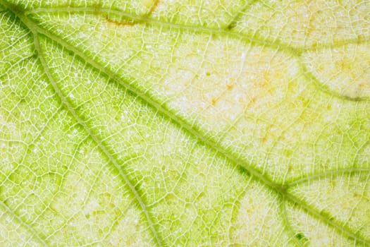 Back light on yellowing and dying pumpkin leaves