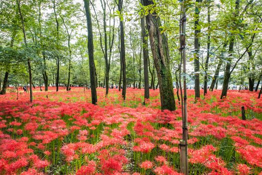 Red Spider Lily in Kinchakuda Manjyusyage Park Saitama JAPAN;25th September 2016