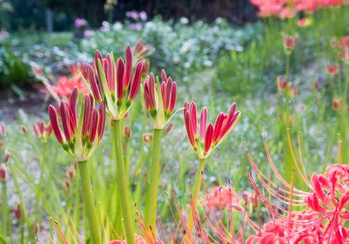 Red Spider Lily in Kinchakuda Manjyusyage Park