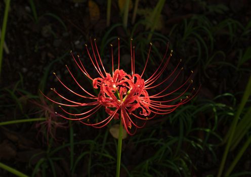 Red Spider Lily in Kinchakuda Manjyusyage Park