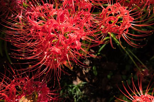 Red Spider Lily in Kinchakuda Manjyusyage Park