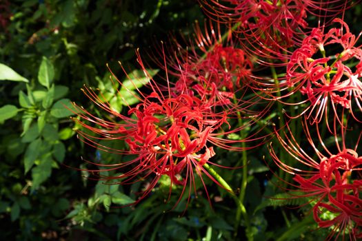 Red Spider Lily in Kinchakuda Manjyusyage Park