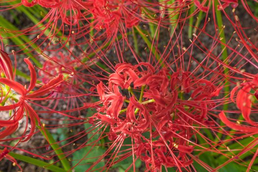 Red Spider Lily in Kinchakuda Manjyusyage Park