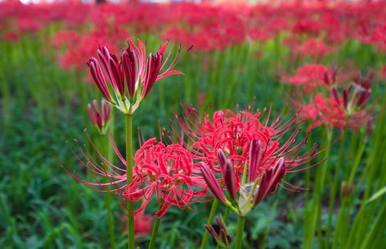 Red Spider Lily in Kinchakuda Manjyusyage Park