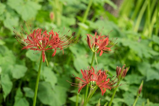 Red Spider Lily in Kinchakuda Manjyusyage Park