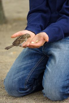 a sparrow bird eating bread from outstretched hand